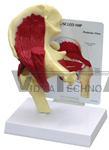 Muscled Hip Joint Model